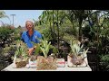 How to Grow Stag Horn Ferns