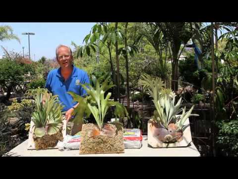 how to replant staghorns
