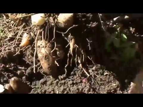 how to harvest yacon