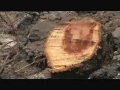 Watch 'Ծառերը հատվում են'