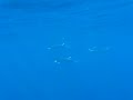 Dancing manta-rays Dancing manta-rays