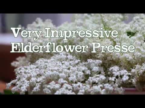 how to harvest elderflowers