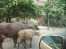 India - Day 22