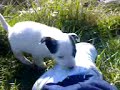 Month Old Puppies 4