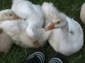Softy and Friends:Chewed by goslings!