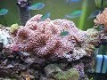 65 Gallon reef aquarium 65 Gallon reef aquarium