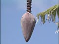 Tahiti Travel Doc  Part 04