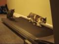 videos de as gatinhas malhando