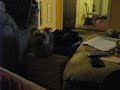 Eros wanting attention