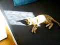 Ali versus Lala: The ultimate cat fight!