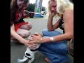 Cute little stray dog