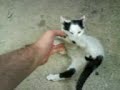 Mi Tico
