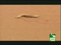 The Amazing Sidewinder The Amazing Sidewinder