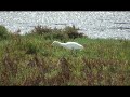 Cattle Egret - Garceta Bueyera(Bubulcus Ibis)