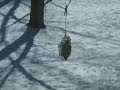 Red Bellied Woodpecker on Presidents Day