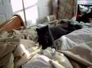 my spaztic cat