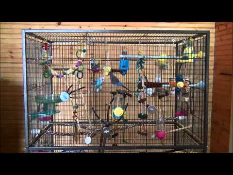 parakeet - Parakeets chirping and having fun with toys 5/20/13.