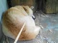 昼間から爆睡（笑）