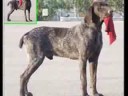 Cuidemos Nuestras Mascotas. Cuidemos Nuestras Mascotas.