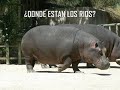 POR FAVOR, NO ASISTAS A LOS ZOOLOGICOS. POR FAVOR, NO ASISTAS A LOS ZOOLOGICOS.