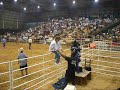 bull fighters bull fighters