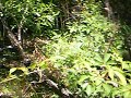 Click here to watch this video Airsoft 5-20-2012 Second Fight.wmv