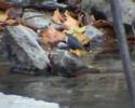 Cinclus cinclus(dipper)+Motacilla cinerea(grey wagtail) Cinclus cinclus(dipper)+Motacilla cinerea(grey wagtail)