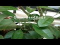 Upclose View of Homegrown Potted Plants