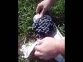 videos de Grapes grown in bag