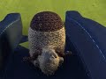 Billy Goats Gruff