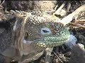 galapagos.html
