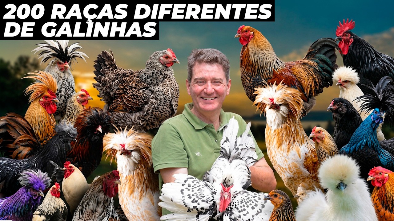 O MAIOR CRIADOR DE GALINHAS EXÓTICAS DO BRASIL - 200 RAÇAS!