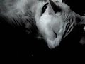 My Cat