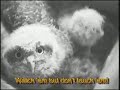 Hawk Eye Nature Camera Bird Spy Camera Hawk Eye Nature Camera Bird Spy Camera