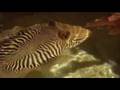 NOVA's Meet the Cuttlefish Vodcast
