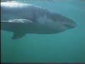 Great White - Cage Diving