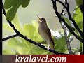 kralavci.com - B�lb�l Sesi1
