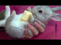 Baby Bunny Eating Banana