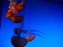 Jellyfish at Atlanta Aquarium