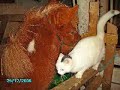 Horse Film med Cheval
