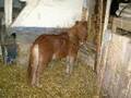 Horse Film med Cheval