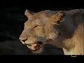 Hyena Scavenges Lion Cub Hyena Scavenges Lion Cub