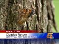 The Cicadas are Back