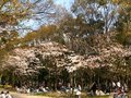 Hanami Time (花見)