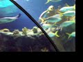 Henry Doorly Tube Aquarium