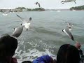 ??_??_?????_???_matsushima_sea_gulls