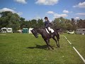 Grand daughter akzent II dressage horse for sale Grand daughter akzent II dressage horse for sale