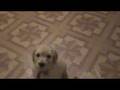 Gypsy litter week five