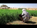 The Soul of the Desert Oasis ,New Valley - Egypt ...