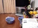 琴欧州